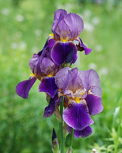 purple flowers thumbnail