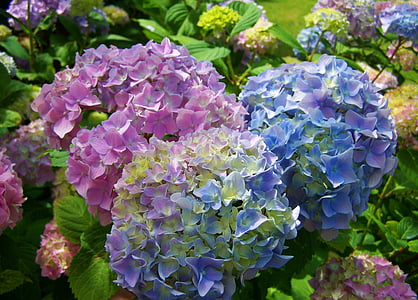 pink-and-blue flowers thumbnail