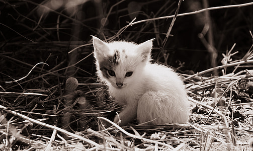white kitten on grass thumbnail