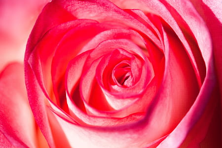 closeup of pink rose thumbnail