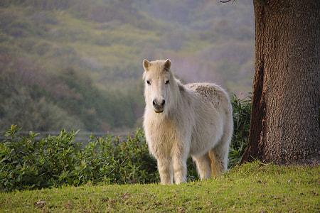 white horse standing on green grass near brown tree thumbnail