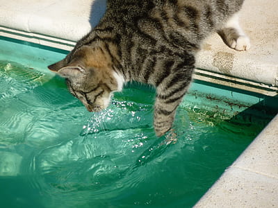 silver tabby cat dipping into the pool thumbnail