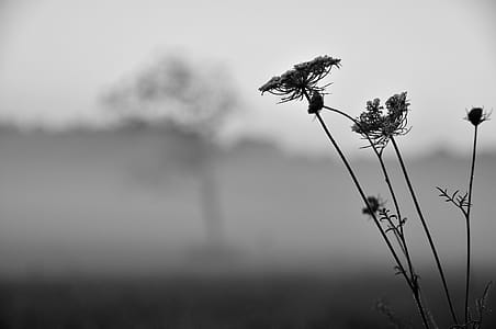 Grayscale Photo of Withered Flower thumbnail