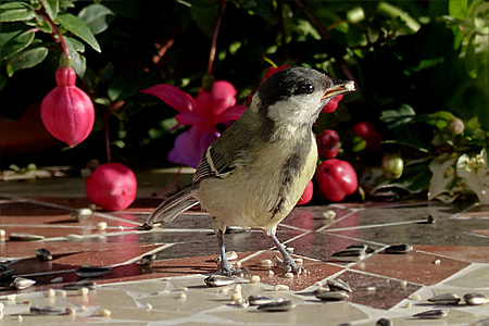 closeup photo of brown bird thumbnail