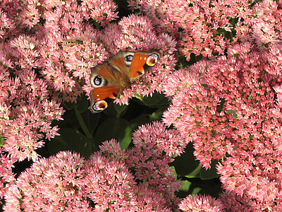 red peacock butterfly thumbnail