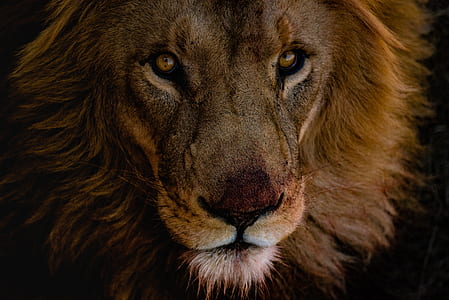 close-up photo of brown lion thumbnail