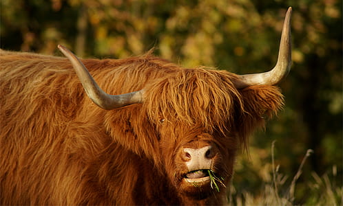 brown cow thumbnail