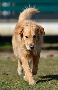 selective focus photography of light golden retriever walking on grass field during daytime thumbnail