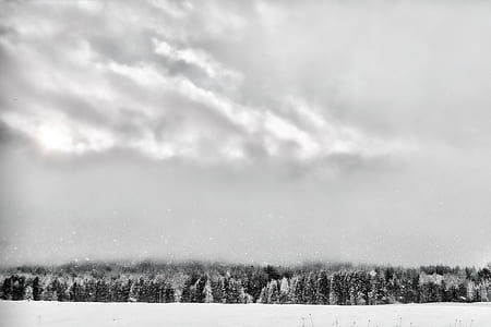 grayscale photography of woods thumbnail