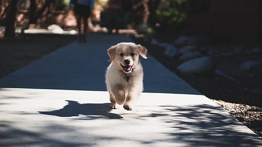 light golden retriever puppy running on road at daytime thumbnail