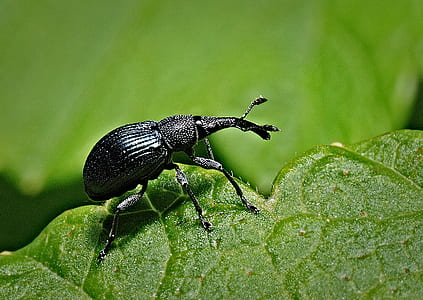 close-up photo of black weevil on green leaf thumbnail