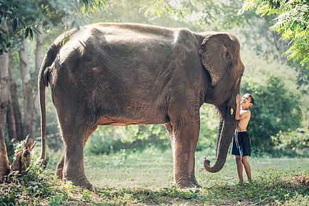 boy wearing black shorts standing and holding gray elephant's nose on green grass field during daytime thumbnail