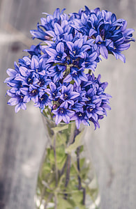 selective focus photography of blue petaled flowers in round clear glass vase thumbnail