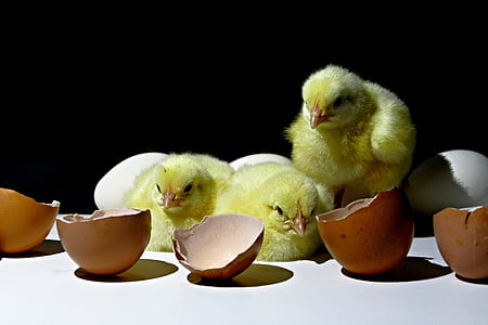 three chicks behind hatched eggs thumbnail