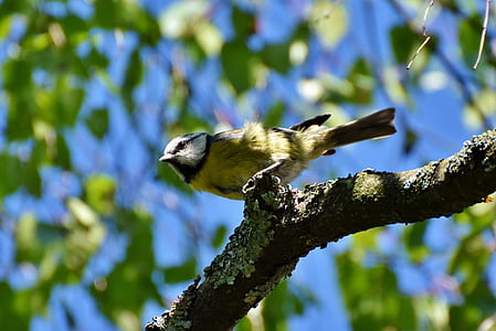 low angle photography of yellow bird perching on branch thumbnail