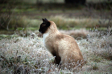 brown and white cat sitting on the grass during daytime thumbnail