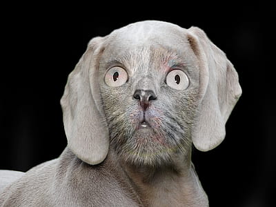edited photo of Weimaraner puppy and cat thumbnail