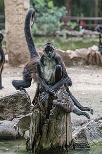 primate sitting on rock thumbnail
