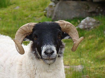 closeup photo of white and black goat thumbnail