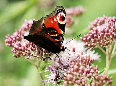 black butterfly on pink flower thumbnail