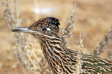 Brown and Black Feathered Bird thumbnail