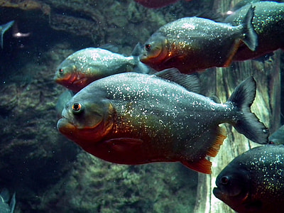 school of red bellied piranhas thumbnail