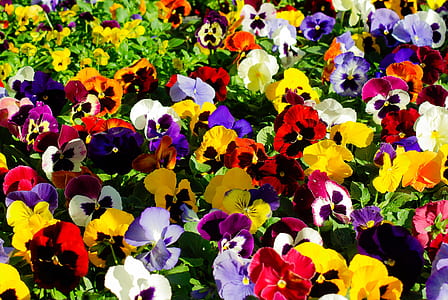 assorted-color flower plants thumbnail