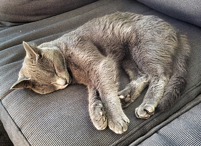 black and brown cat lying on black sofa thumbnail