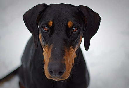 Adult Black and Tan Doberman Pinscher Closeup Photography thumbnail