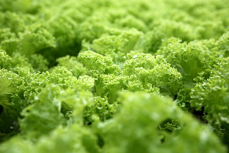 green lettuce thumbnail