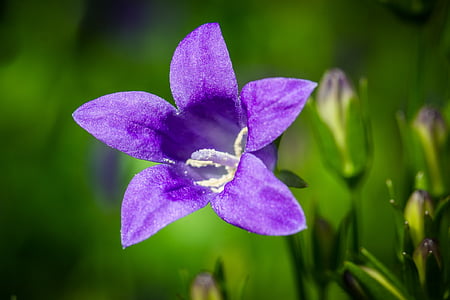 purple bellflower selective focus photography thumbnail
