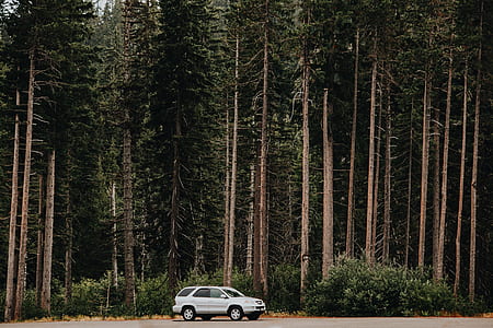 silver SUV on road near trees at daytime thumbnail