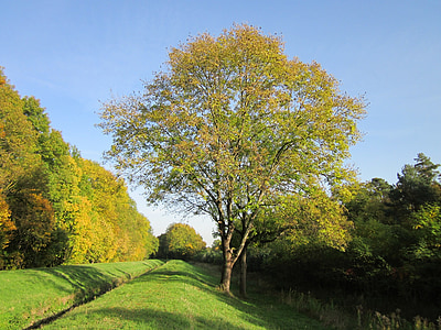 green tree on green grass thumbnail