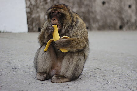 brown monkey animal thumbnail