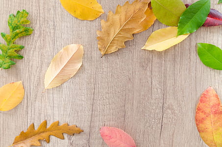 assorted-color of leaves on gray wooden surface thumbnail