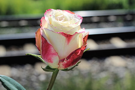 selective focus photography of beige rose thumbnail
