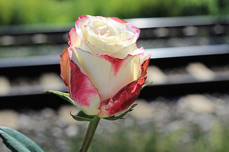 selective focus photography of white rose flower thumbnail