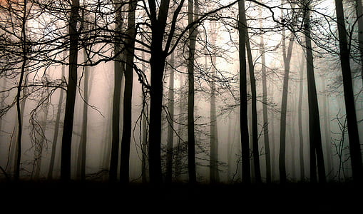 silhouette of trees with rays of sun thumbnail