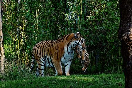brown tiger with tiger cub thumbnail