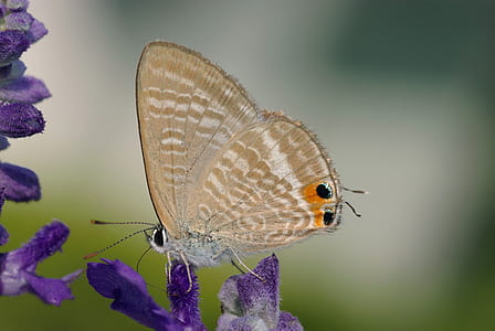 brown butterfly perching on purple flower thumbnail