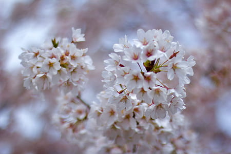 shallow focus photo of white flowers thumbnail