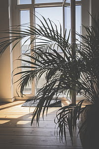 Green Palm Plant Inside Room thumbnail