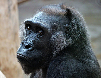 Gorilla during daytime thumbnail