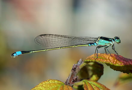 close-up photography of blue and green dragonfly on green leaf plant thumbnail