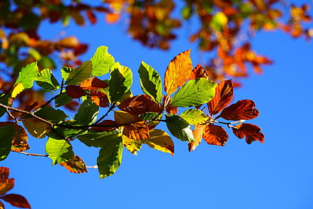 green and brown leaf tree thumbnail