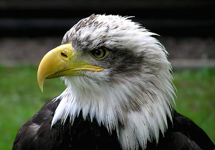 White and Black Eagle thumbnail