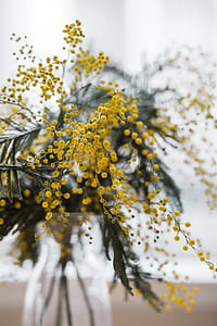selective focus of yellow flowers thumbnail