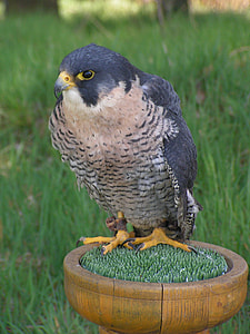 Peregrine Falcon, Falco Peregrinus thumbnail
