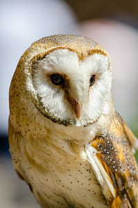 selective focus photography of white and brown owl thumbnail