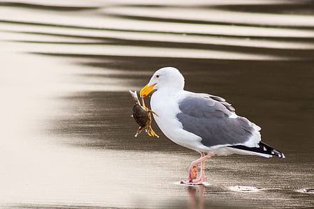 adult gull biting crab while standing on shore thumbnail